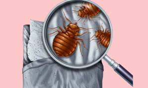 Bedbug control