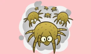 Dust mites control