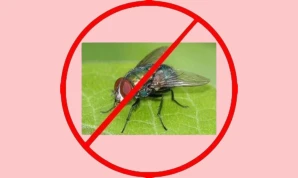 Flies Control