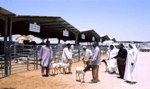 Cattle Market