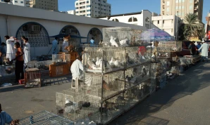 BIRD Market