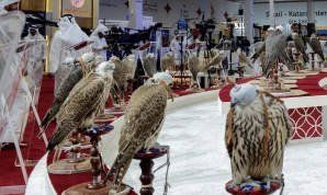 Falcon Market