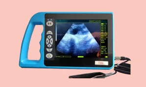 Ultrasound Horse Pregnancy