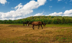 Tour Across The Land Of Horses