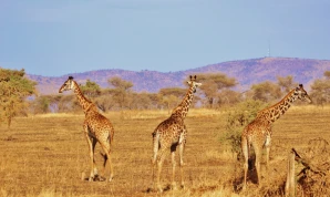 A Wild Safari In Kenya