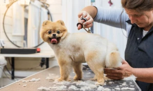 Pet Care Services